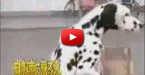 Cão Ciclista